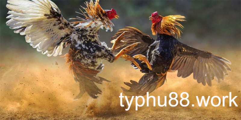 Đá gà cựa sắt – Kinh nghiệm chơi gà cựa sắt thắng chắc 100% dành cho tân thủ