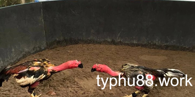 Kinh nghiệm chơi gà cựa sắt thắng chắc 100% dành cho tân thủ